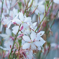 Gaura Belleza Series 'White' Butterfly Gaura