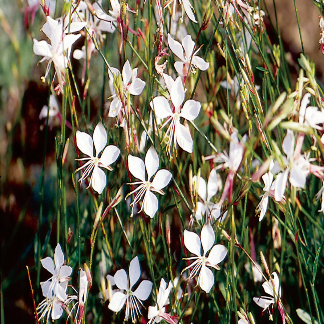 Gaura lindheimeri &
