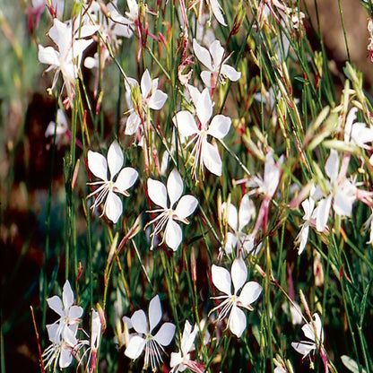 Gaura lindheimeri &