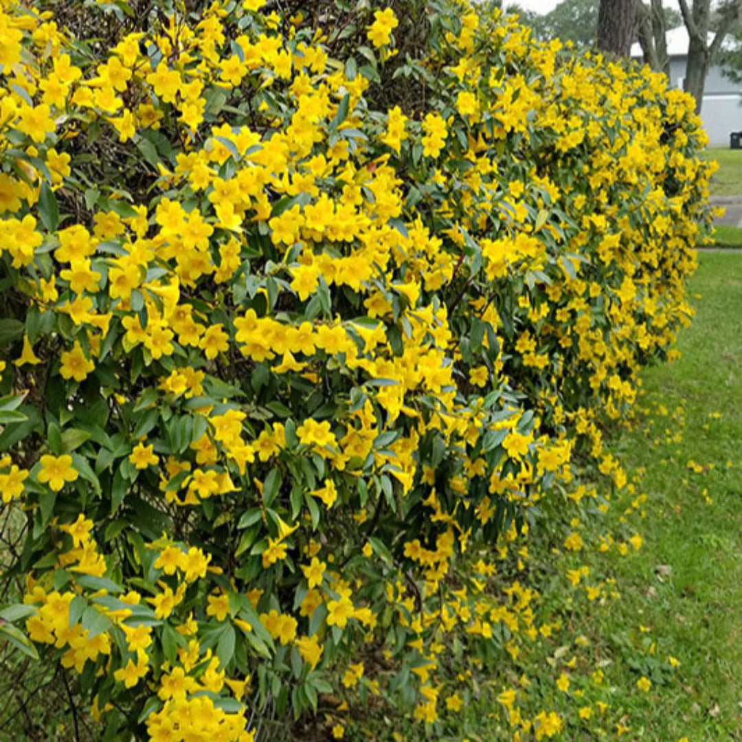 Gelsemium sempervirens, Carolina Jessamine - [CG]