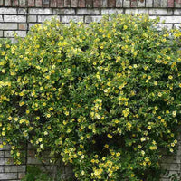 Native Gelsemium sempervirens climbing plant