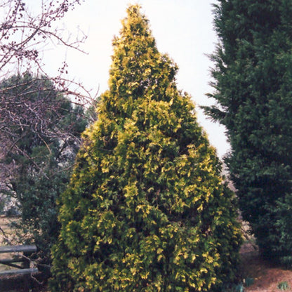 George Peabody Arborvitae