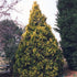 George Peabody Arborvitae