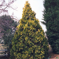 George Peabody Arborvitae