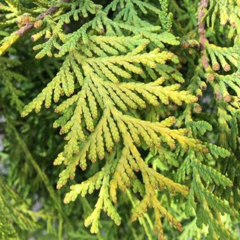 George Peabody Arborvitae