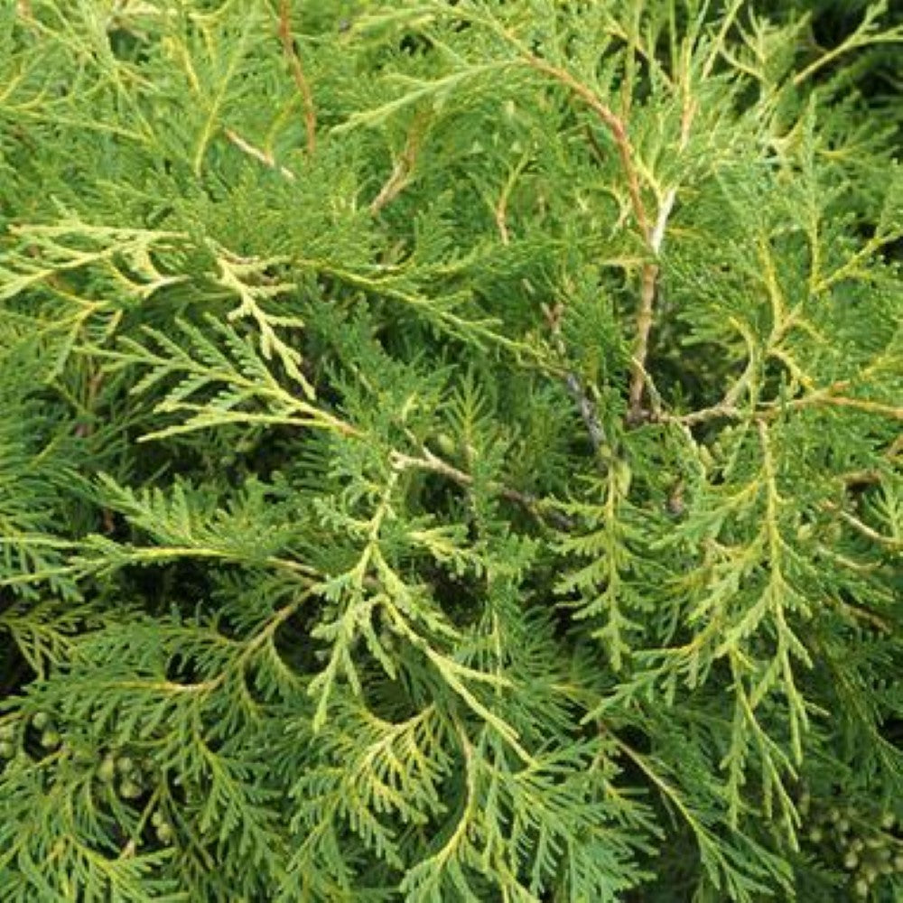 George Peabody Arborvitae