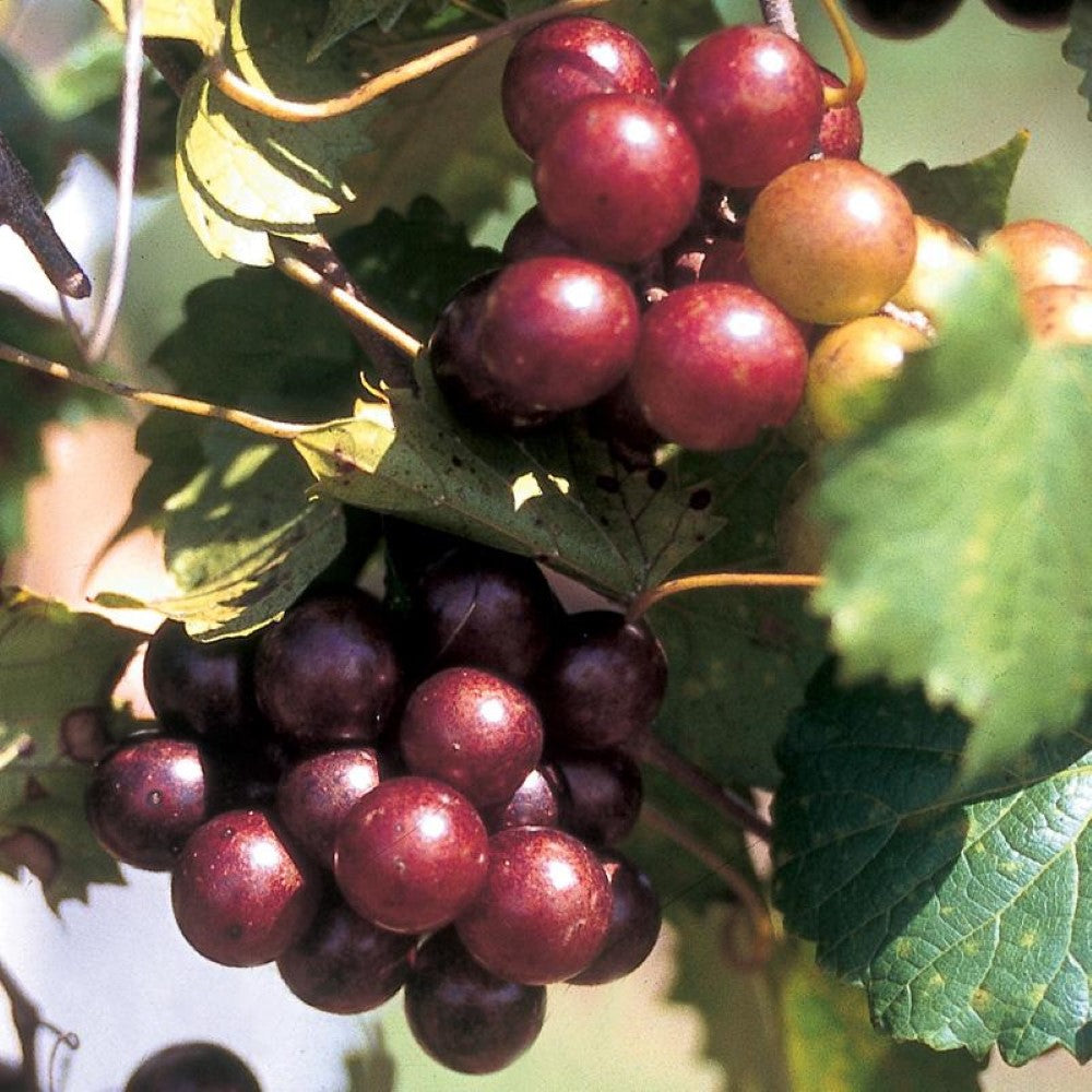 Georgia Red Muscadine