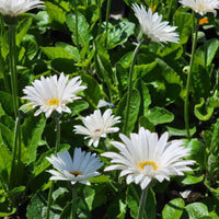 Gerbera 'Garvinea® Sweet Frosting' Gerber Daisy - [EG]