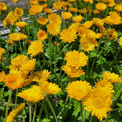 Gerbera Garvinea Sweet Smile Gerber Daisy -[EG]