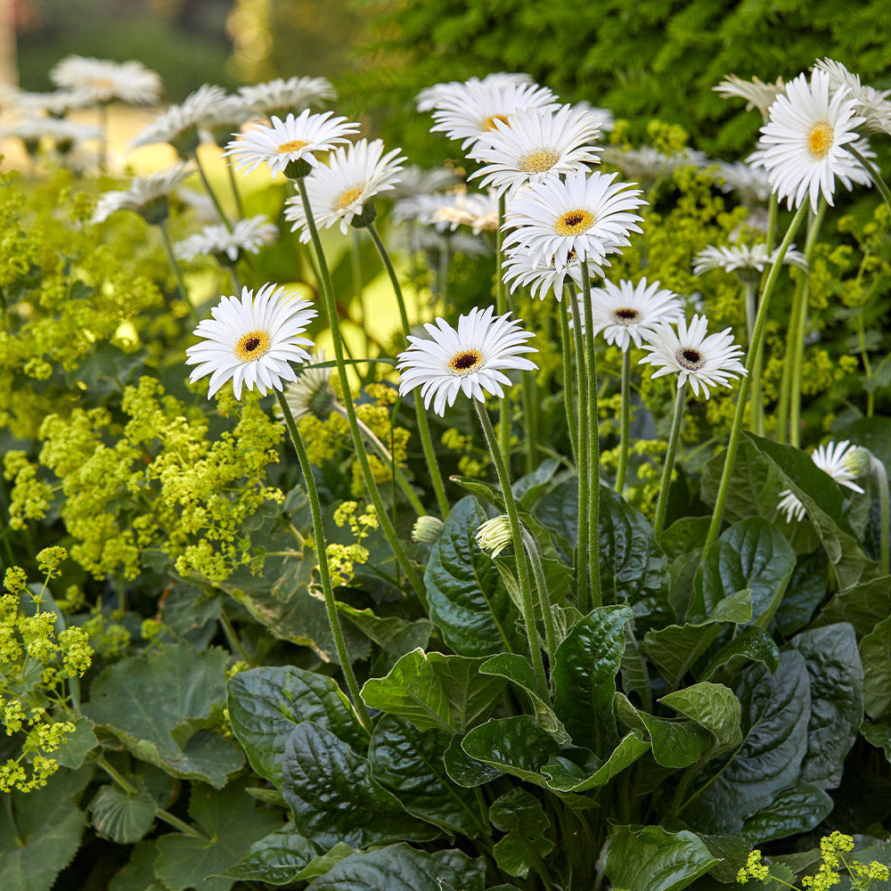Gerbera &