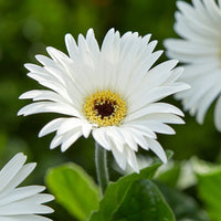 Gerbera 'Garvinea® Sweet Frosting' Gerber Daisy - [EG]