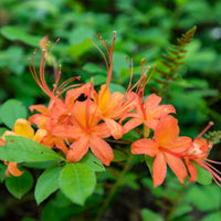 Close-up of Solar Glow azalea blossoms highlighting rich red and orange petals