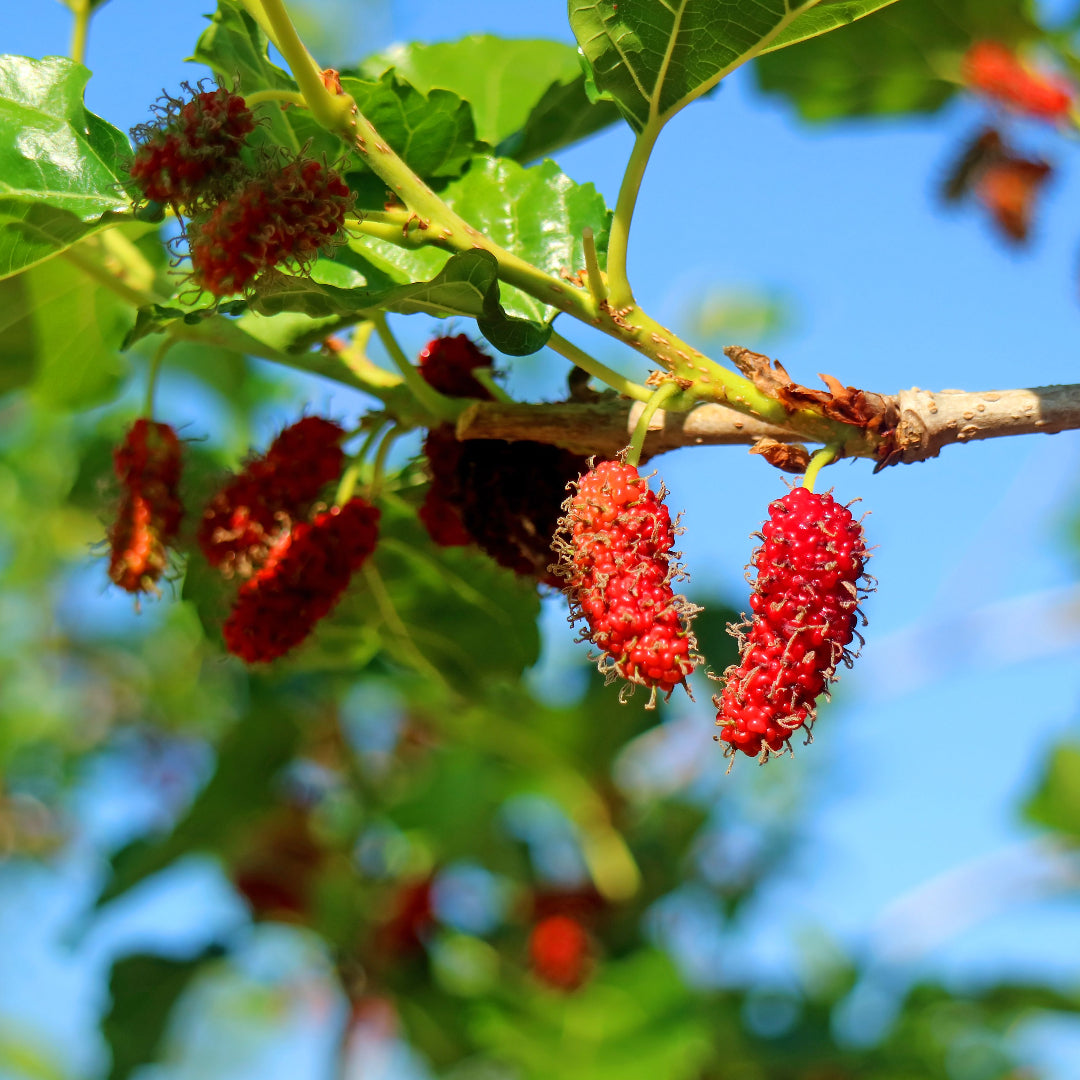 Mulberry Tree-Easy-To-Grow