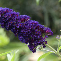 Black Knight' Butterfly Bush