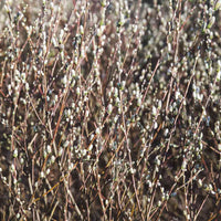 French PussyWillow Plant