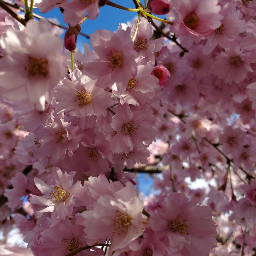 Okame Cherry Tree - Standout Tree