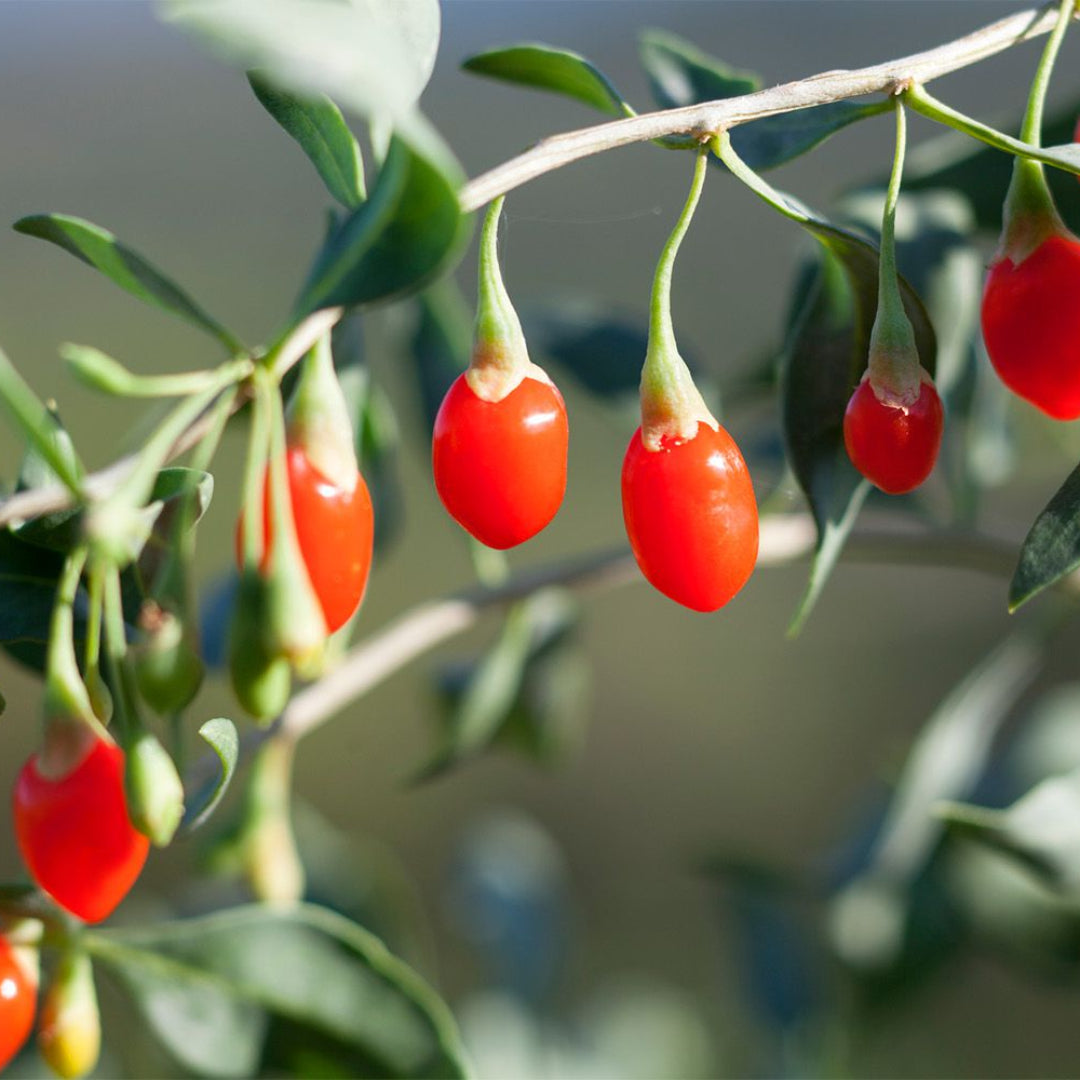 Goji Berry (Wolfberry), Bright Orange