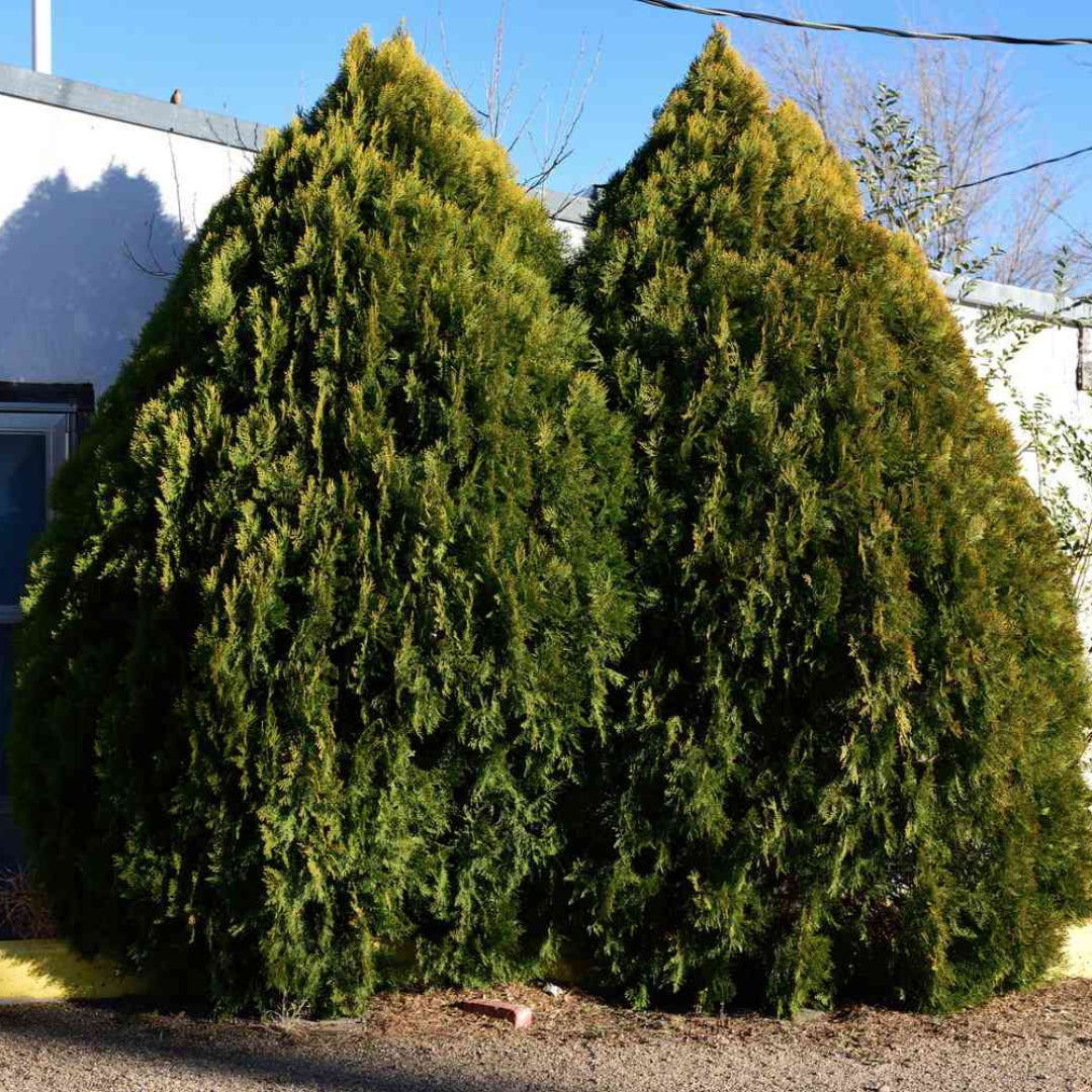 Tall mature Leyland Cypress Tree growing in row