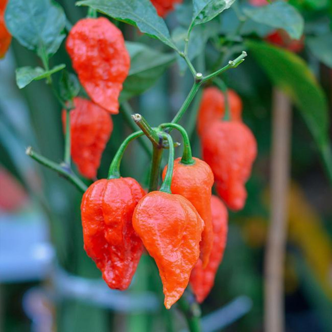 Ghost Pepper Plant, Ghost Chili, Hottest Chili Pepper