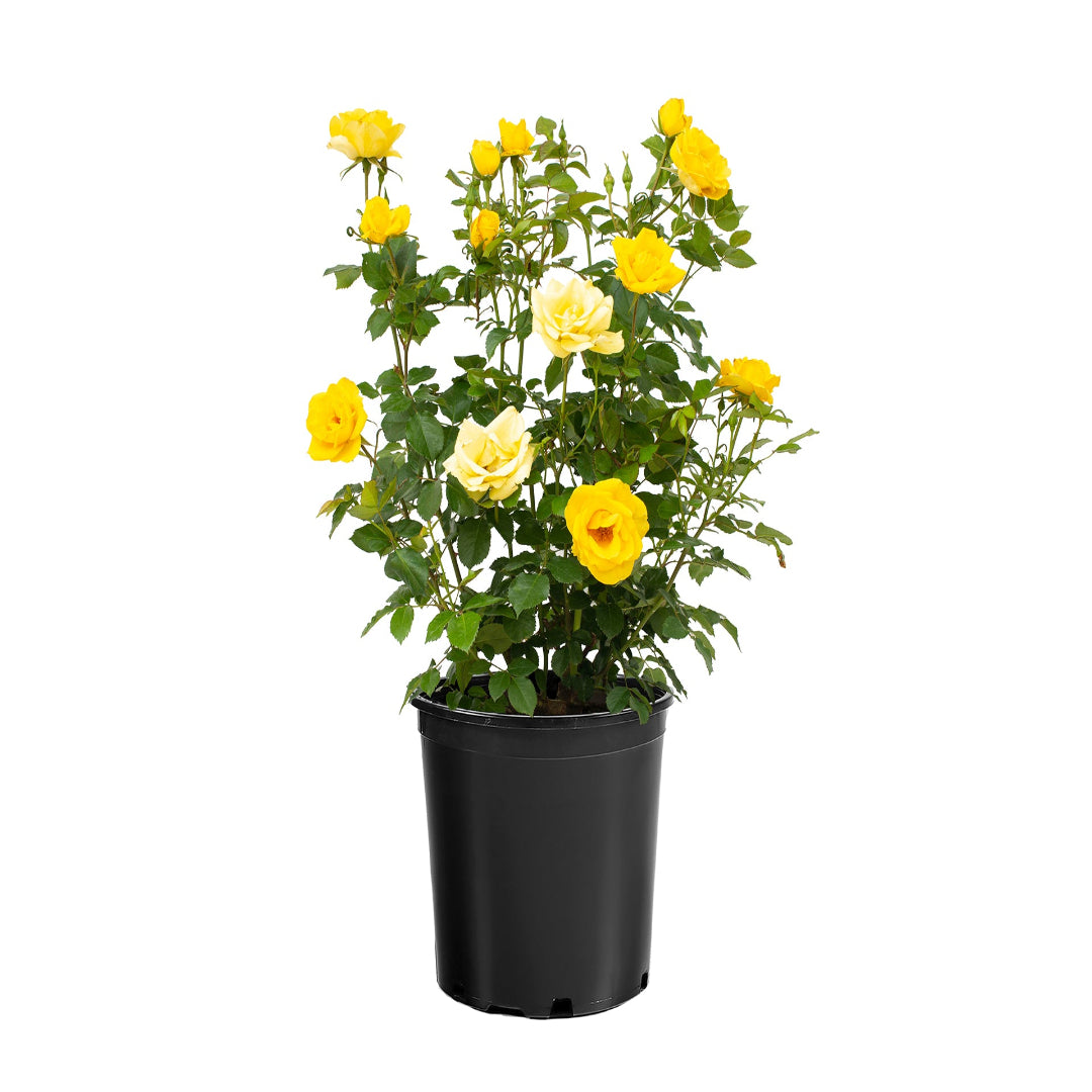 Gilden Sun Tree Form Rose