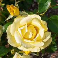 Gilded Sun Rose
