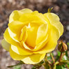 Gilden Sun Tree Form Rose