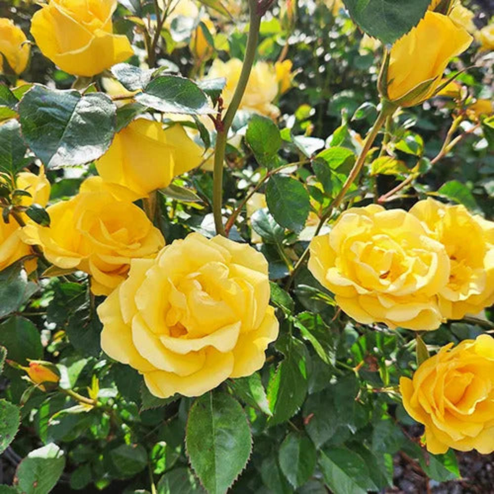 Gilden Sun Tree Form Rose