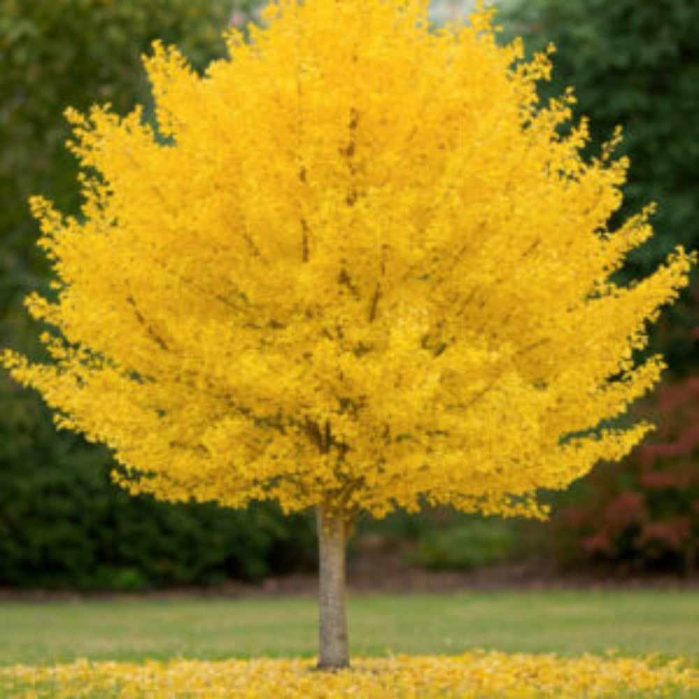 Sky Tower Ginkgo Tree
