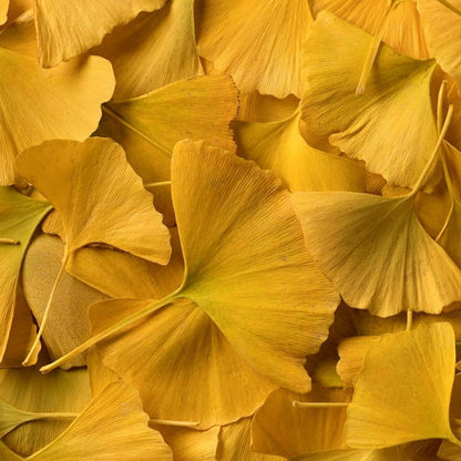 Fan-shaped Ginkgo biloba leaves close-up