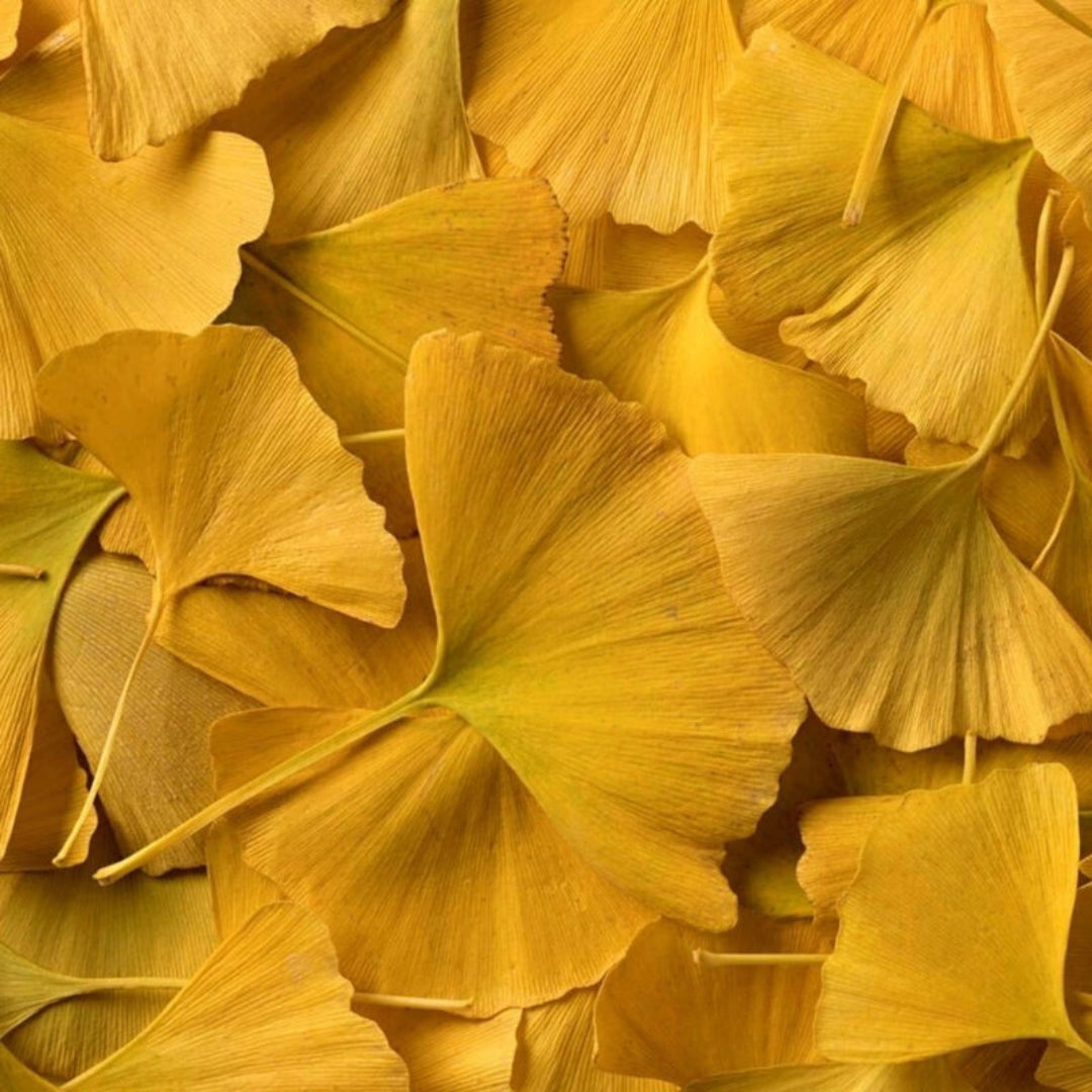 Ginkgo Tree with lush green leaves – Ginkgo biloba