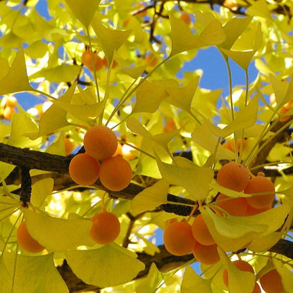 Medicinal Ginkgo seeds – Ginkgo biloba uses