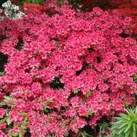 Girard's Rose Azalea