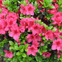 Girard'S Crimson' Azalea
