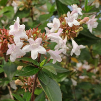 Abelia 'Glossy' Grandiflora, Dark Green Glossy Leaves with Fragrant Blooms