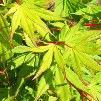 Glowing Embers Japanese Maple
