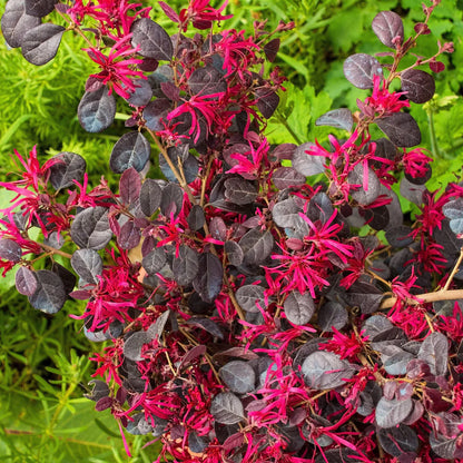 Loropetalum Ever Red