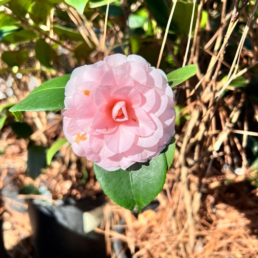 Goggy Camellia