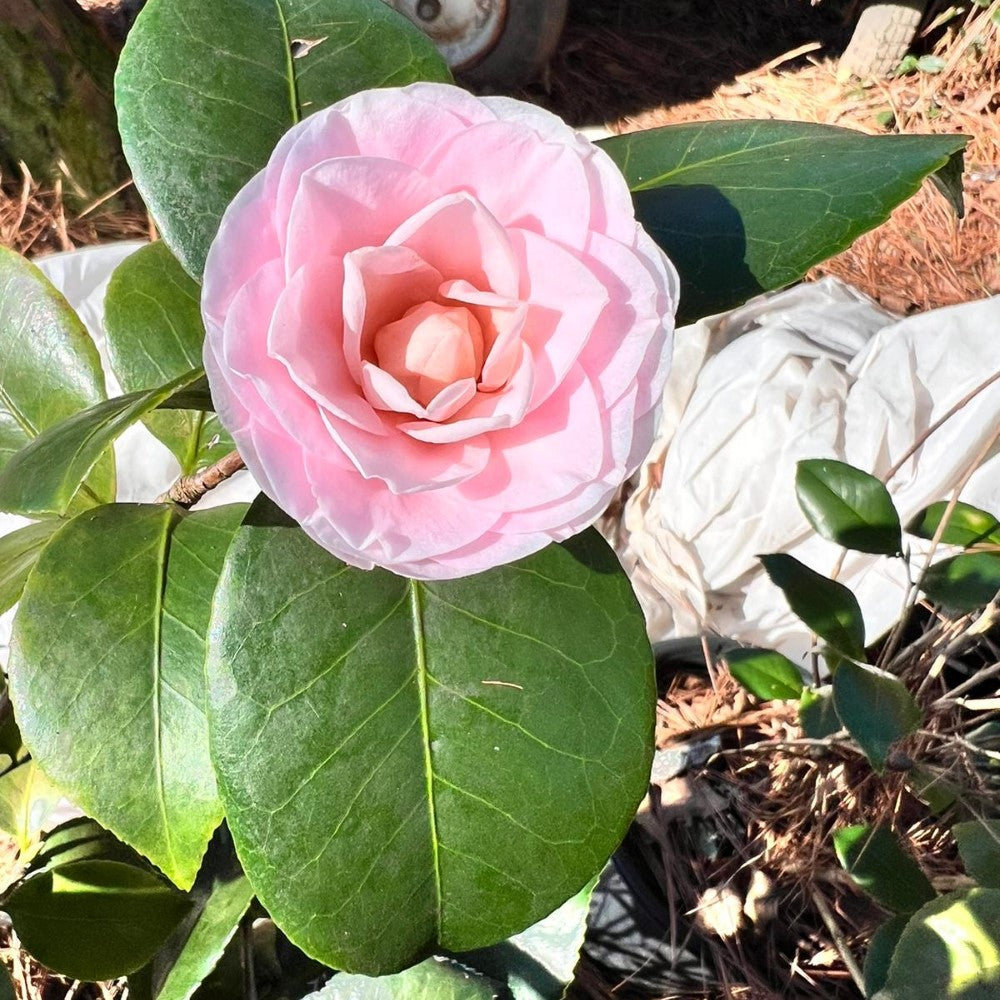 Goggy Camellia