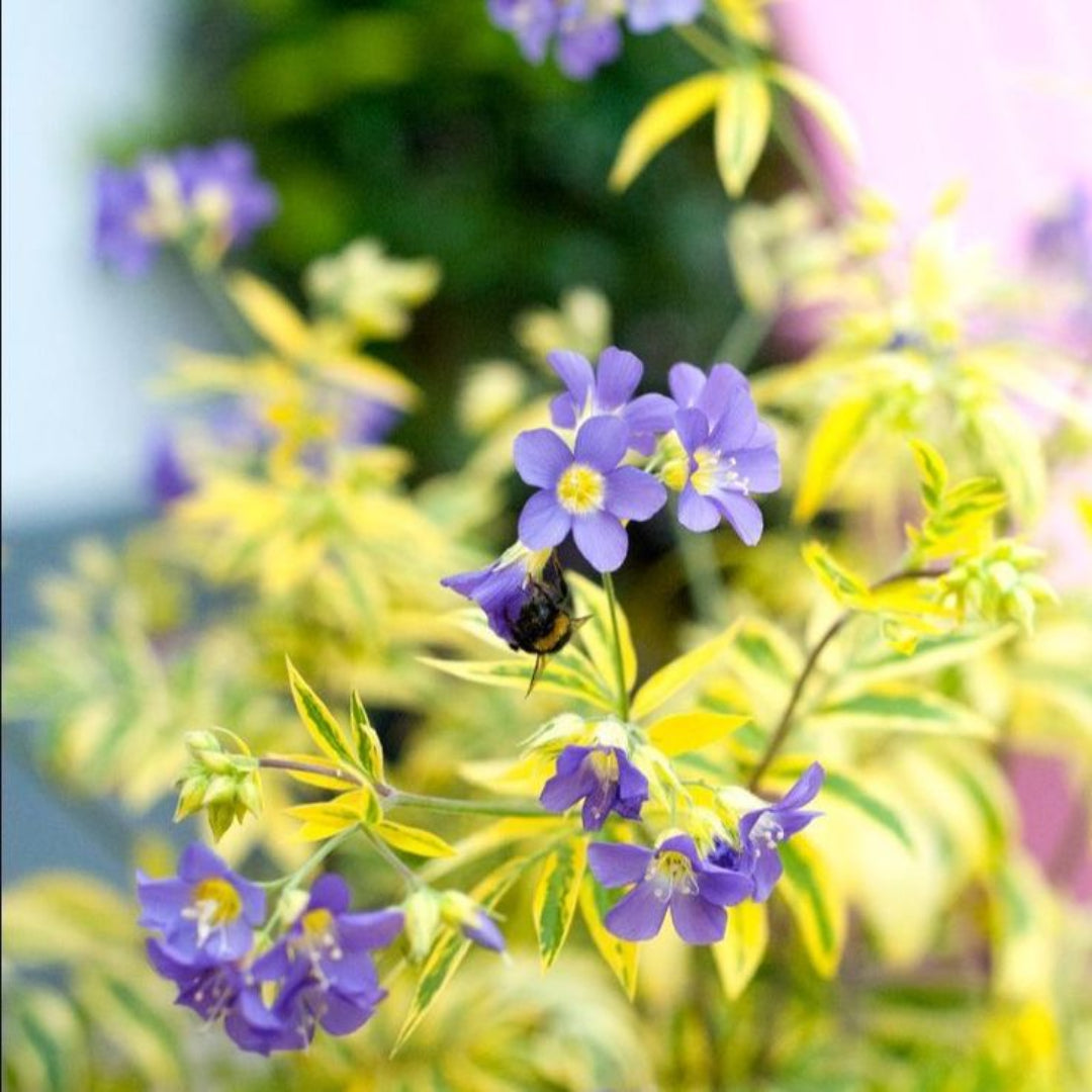 Polemonium boreale &