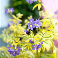 Polemonium boreale 'Golden Feathers' Jacob's Ladder - [EG]