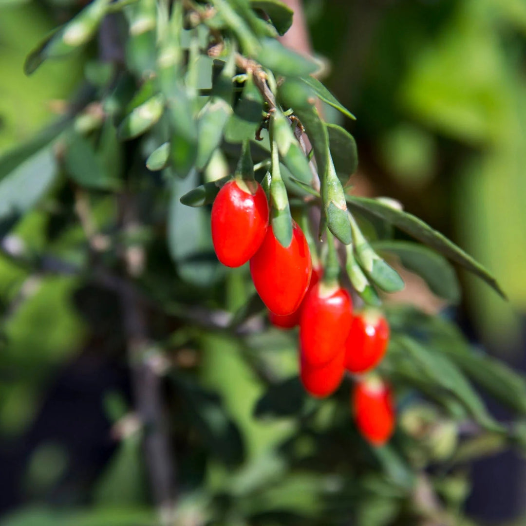 Goji Berry (Wolfberry), Bright Orange