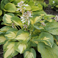 Hosta 'Gold Standard'
