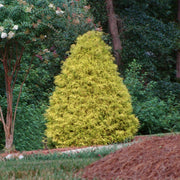 Paul'S Gold Cypress