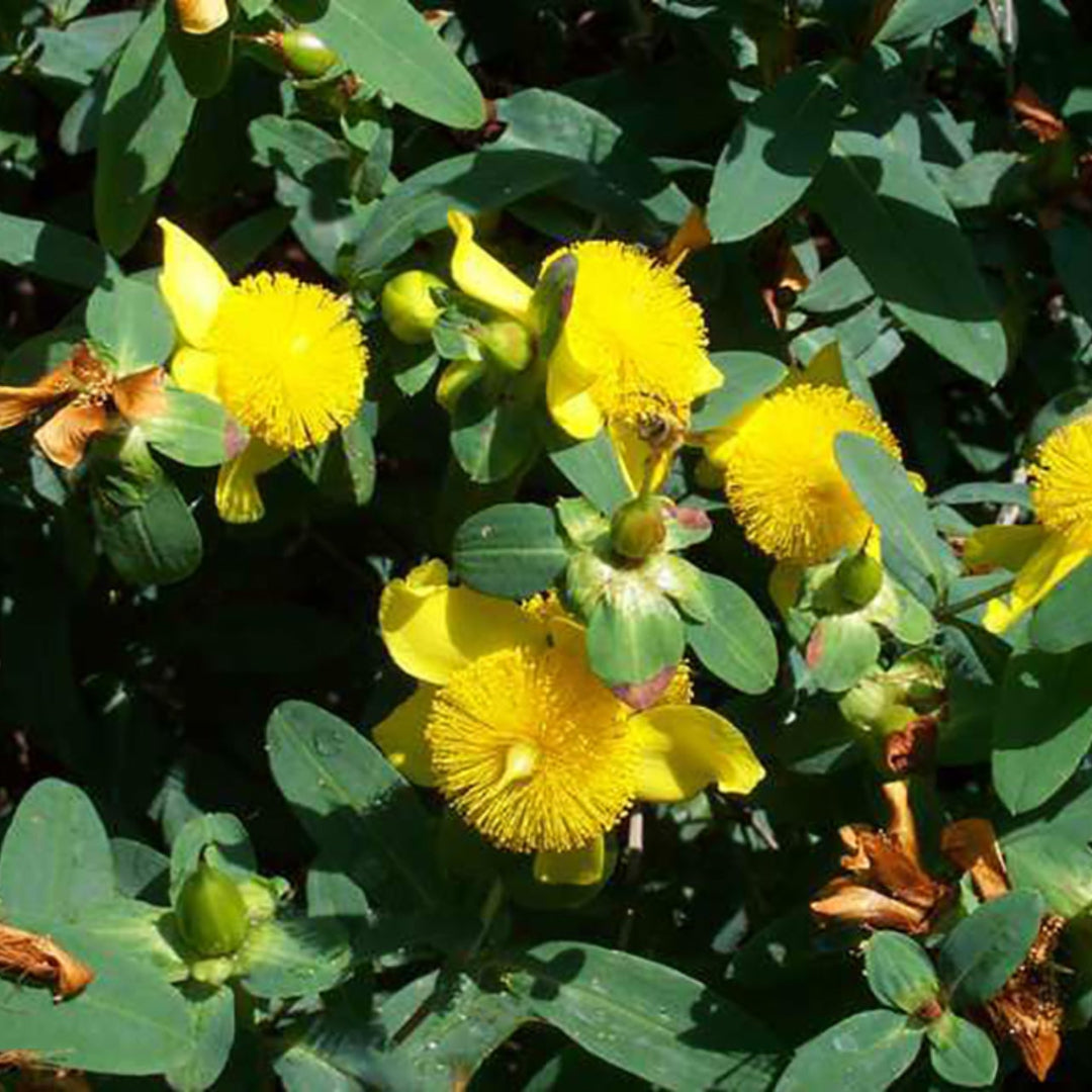 Creels Gold, St Johns Wort