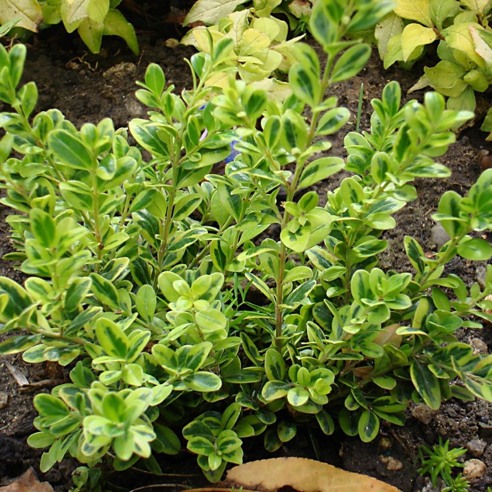 Golden Dream Buxus