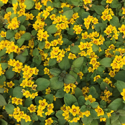 Lysimachia congestiflora ‘Waikiki Sunset’ ( Loosestrife) - [EG]
