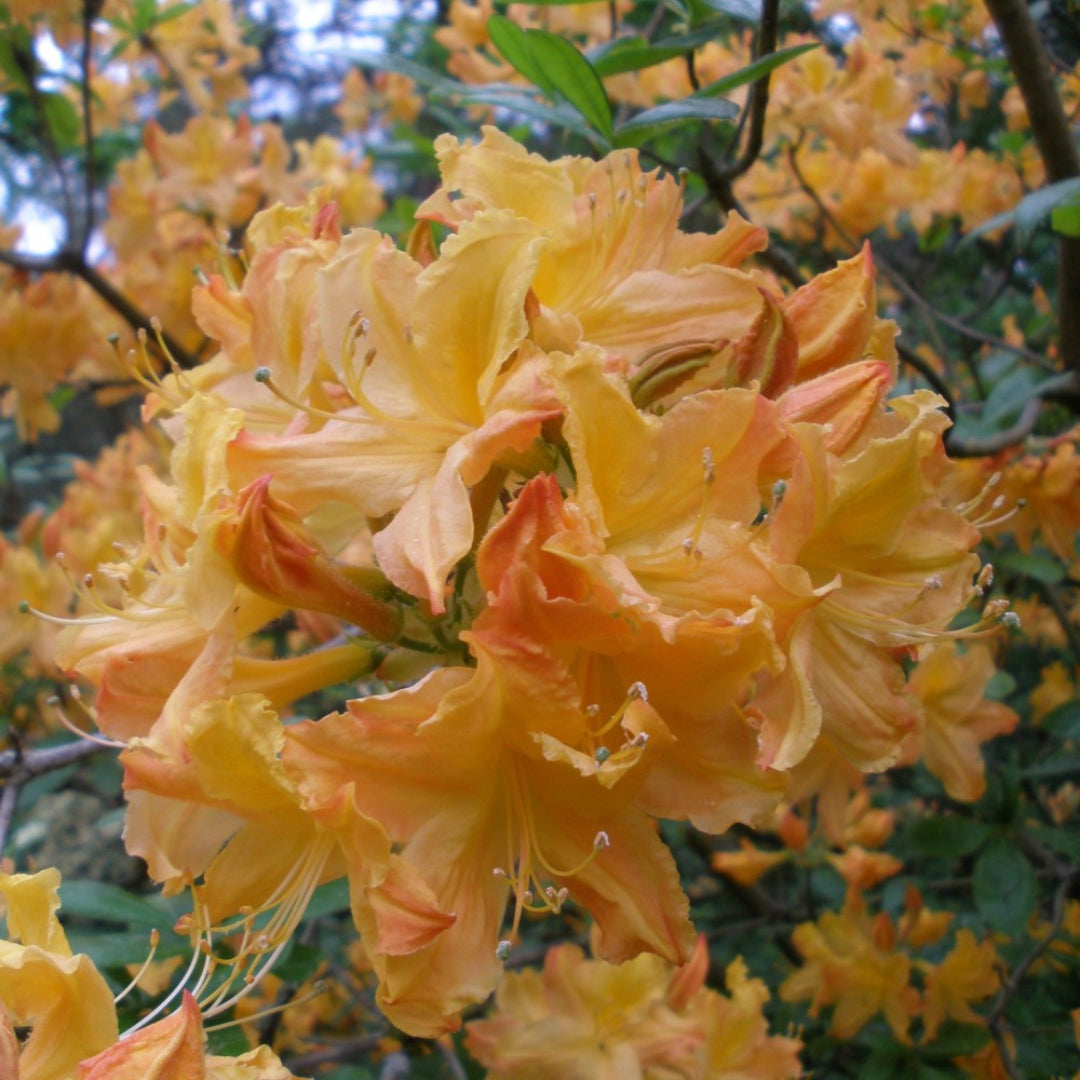 Rhododendron Golden Lights Azalea