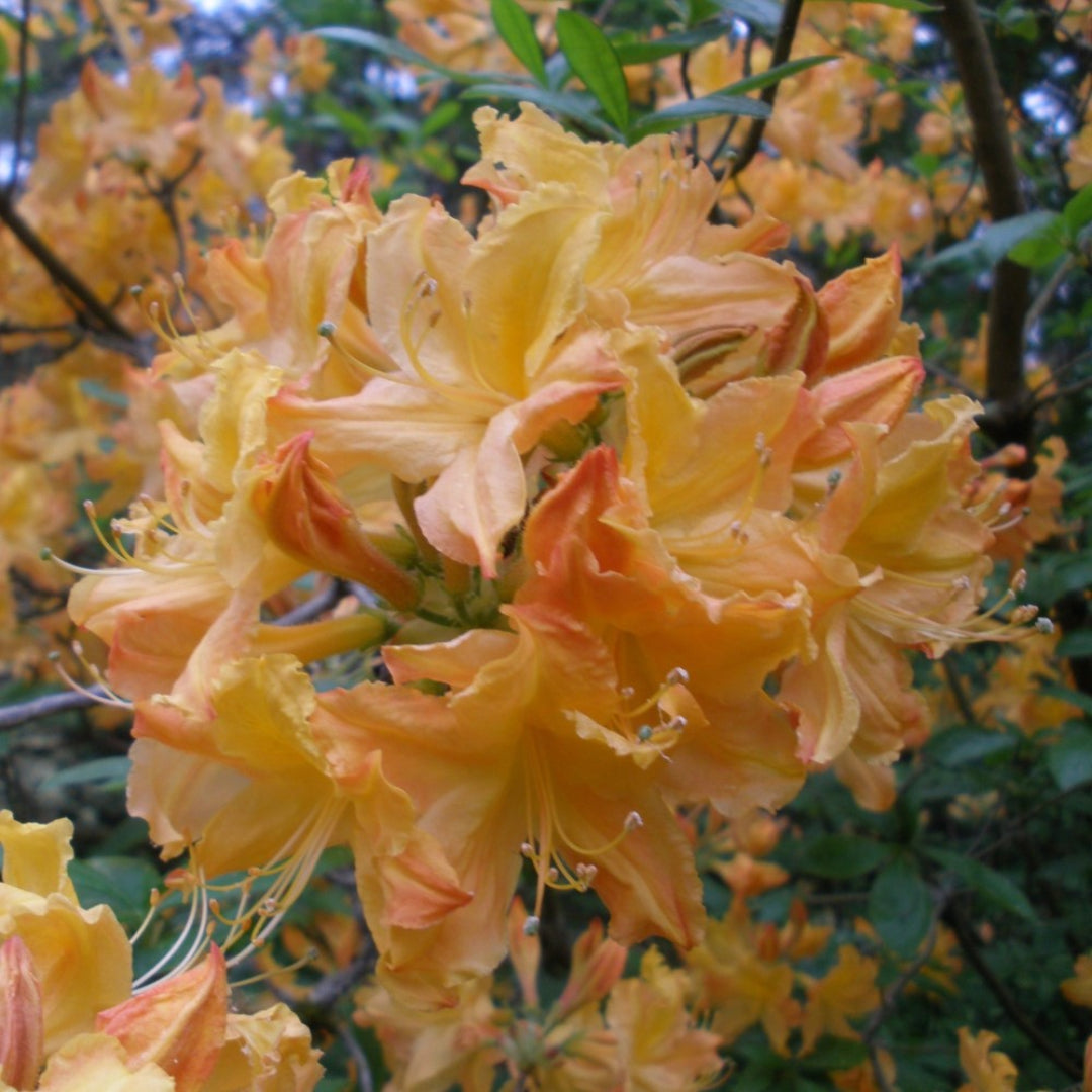 Rhododendron Golden Lights Azalea