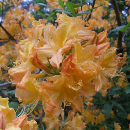 Rhododendron Golden Lights Azalea