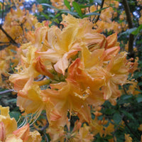 Golden Lights Azalea Shrub